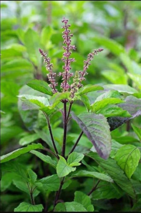 Rama & Shyama Tulsi Seeds For Planting